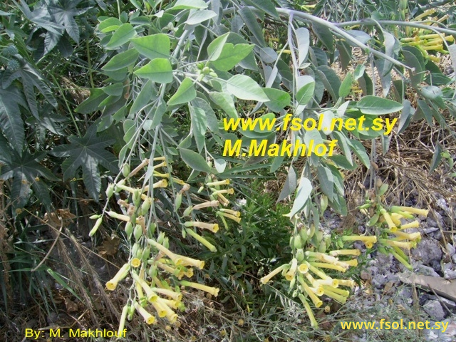 Nicotiana glauca Graham